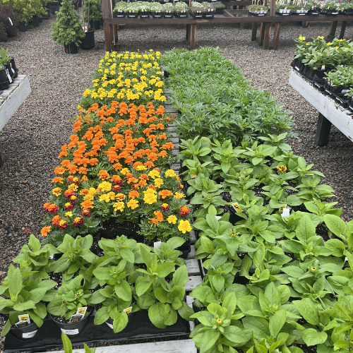 Neatly arranged rows of vibrant marigolds in orange and yellow bloom alongside lush green plants on a wooden table in a gravel-covered greenhouse.