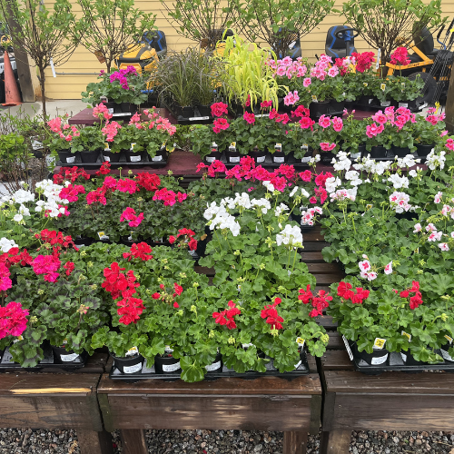 Display of vibrant red, pink, and white flowering plants in pots on wooden benches outdoors. Green plants in the background add lushness to the scene.