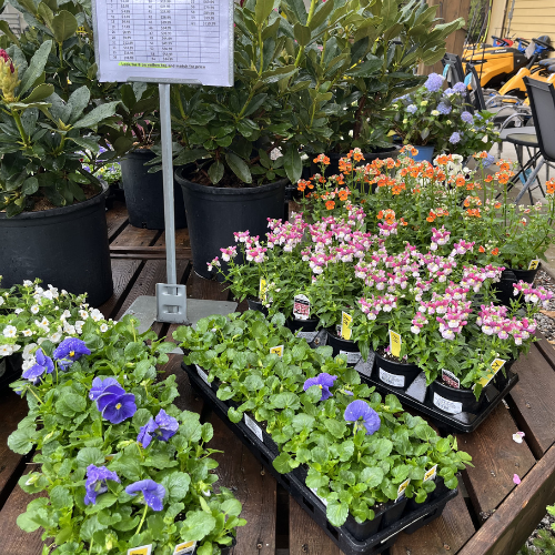 Tray of colorful flowers including purple, pink, orange, and white blooms on a wooden table with larger plants and price sign in the background. Bright, vibrant setting.