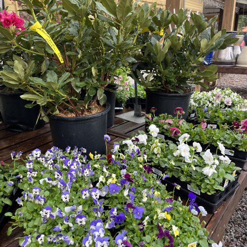 Potted plants with lush green leaves sit behind trays of vibrant pansies in purple, white, and pink, displayed on wooden shelves at a garden center.